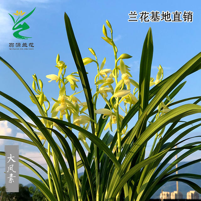 Wengyuan orchid old plant, four seasons, Jianlan, large phoenix, plain flowers, strong fragrance, good for raising indoor office green plants, flower potted plants
