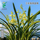 Wengyuan orchid old plant, four seasons, Jianlan, large phoenix, plain flowers, strong fragrance, good for raising indoor office green plants, flower potted plants