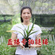 Wengyuan orchid seedlings, ink orchid, cymbidium, spring orchid, four-season construction orchid, large-flowered cymbidium, fragrant and easy to grow