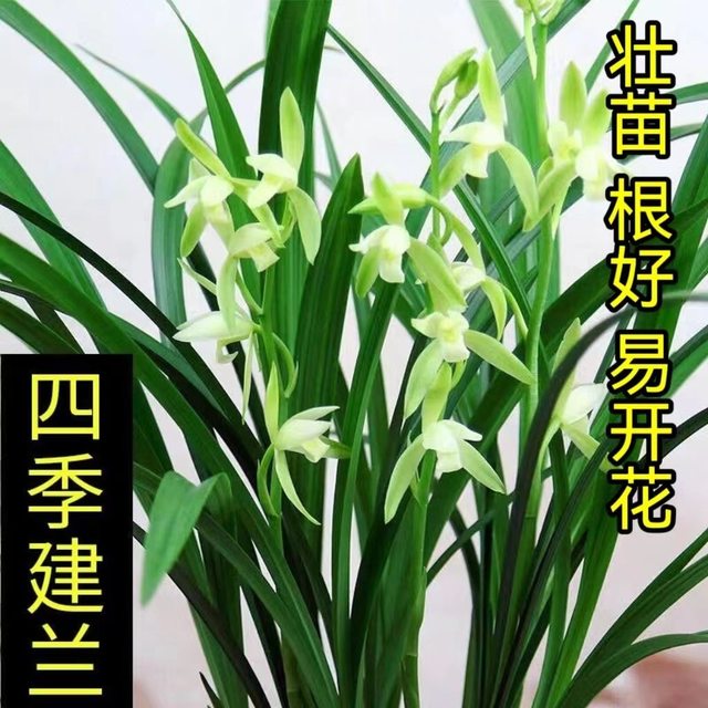 Wengyuan orchid old plant, four seasons, Jianlan, large phoenix, plain flowers, strong fragrance, good for raising indoor office green plants, flower potted plants