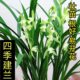 Wengyuan orchid old plant, four seasons, Jianlan, large phoenix, plain flowers, strong fragrance, good for raising indoor office green plants, flower potted plants