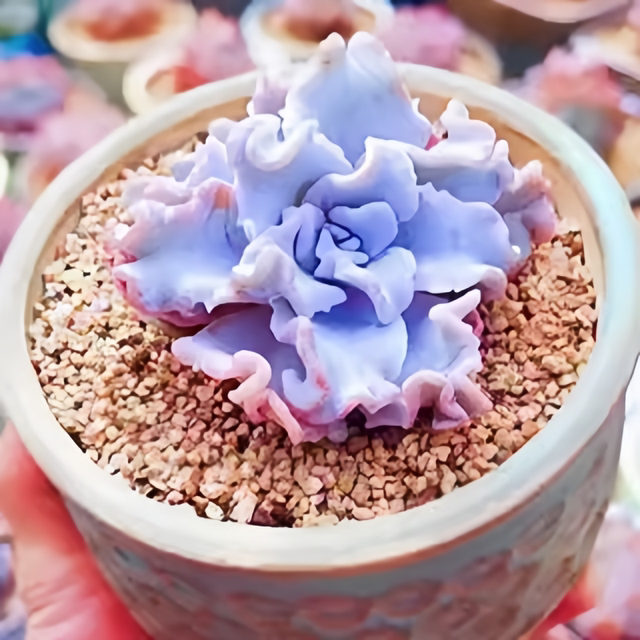 Succulent plant combination potted plants are good for novices to raise, high-quality succulent set, office flowers, small potted plants, lazy plants