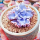 Succulent plant combination potted plants are good for novices to raise, high-quality succulent set, office flowers, small potted plants, lazy plants