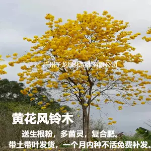 黄花风铃木树-新人首单立减十元-2022年4月|淘宝海外