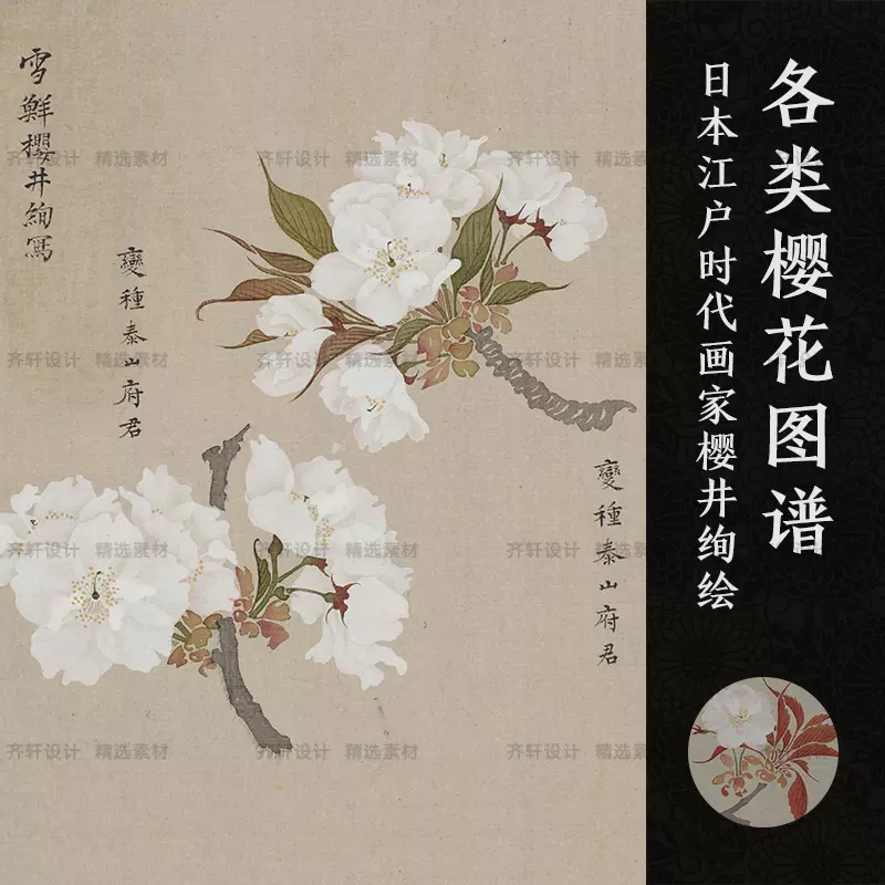 日本江户樱井绚花谱樱花品种图集电子图片设计素材工笔画绘画临摹 Taobao