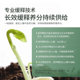 Stanley Flower Fertilizer Household Flower Growth General Nitrogen Phosphorus Potash Compound Fertilizer Pot Flower Green Plant Sustained Release Fertilizer Granules
