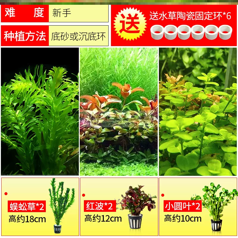 水草植物真草阴性草 新人首单立减十元 21年12月 淘宝海外