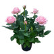 Rose seedlings with strong fragrance and extra large flowers with buds and flowers in indoor and outdoor courtyard balcony potted roses