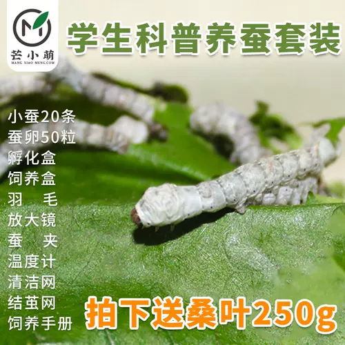 蚕卵蚕宝宝套装 新人首单立减十元 22年2月 淘宝海外