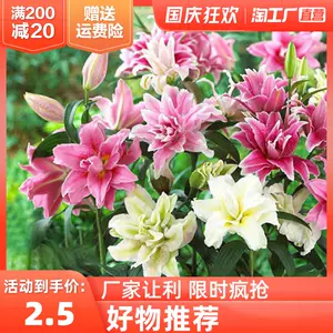 百合花种 新人首单立减十元 22年10月 淘宝海外