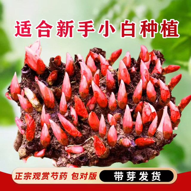 Double-flowered peony seedlings with buds and root blocks perennial balcony courtyard indoor and outdoor cold-resistant and heat-resistant potted plants