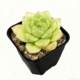 Succulents are small indoor potted plants that are large and good for growing green plants and flowers that are easy to survive indoors and outdoors.