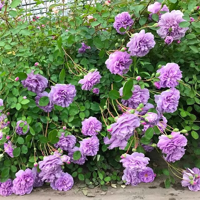 Buy 2 get 1 free climbing rose seedlings potted flowers blooming in all seasons rose garden vines balcony seedlings