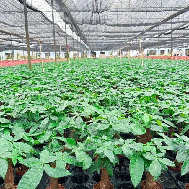 
Single pole wealth tree potted plant living room desk desktop indoor drought-resistant lazy people easy to raise office balcony plants