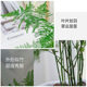 Asparagus green plant potted indoor plant large bonsai purifies the air four seasons evergreen desktop flower seedlings easy to grow