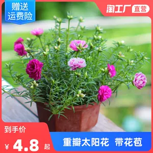 太阳花盆栽带盆 Top 500件太阳花盆栽带盆 22年12月更新 Taobao