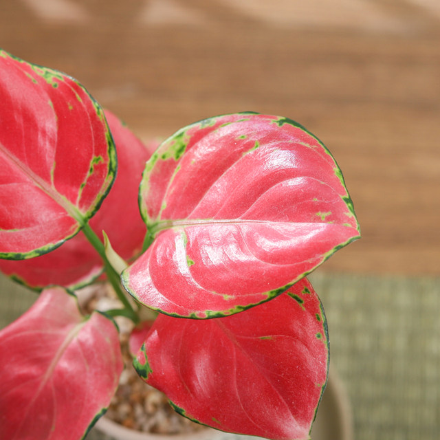 Ruyi Geely Red Potted Room Good Flowers Flower Flower Lvwu Plant Desktop Swing Purchase Air Plant Bonsai
