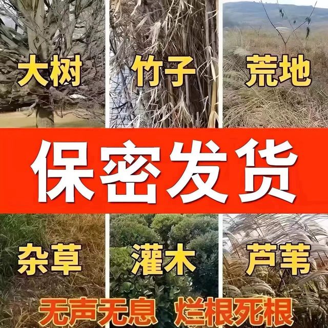 
Big tree rotten roots powerful dead tree king rotten eradication medicine rotten tree roots one drop of tree dead bamboo dead roots S