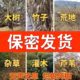 
Big tree rotten roots powerful dead tree king rotten eradication medicine rotten tree roots one drop of tree dead bamboo dead roots S