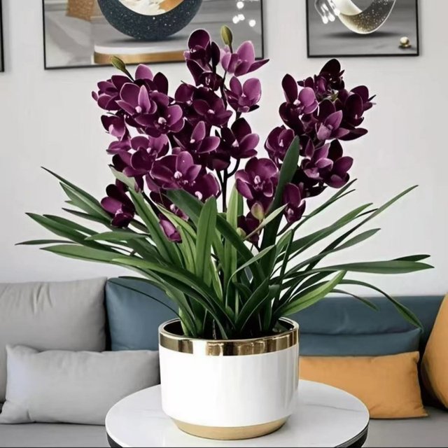 Lazy new product fragrance bulb orchid potted flowers collection, cold-resistant and blooming in all seasons