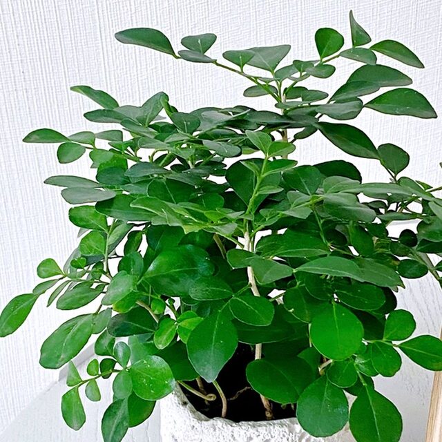 Jiulixiang potted flowers and green plants indoor mosquitoes repel green all year round, it is easy to raise hydroponics and seeds of leaves to purify the air