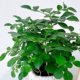 Jiulixiang potted flowers and green plants indoor mosquitoes repel green all year round, it is easy to raise hydroponics and seeds of leaves to purify the air