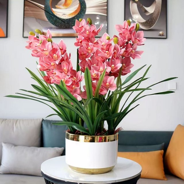 Lazy new product fragrance bulb orchid potted flowers collection, cold-resistant and blooming in all seasons