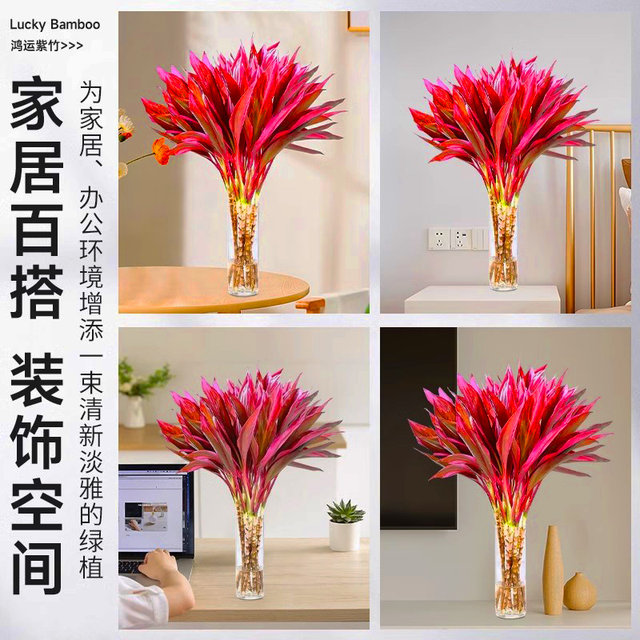 Lucky Bamboo Hydroponic Plant Purple Bamboo Lucky Special Thick Stem Large Leaves Feng Shui Fortune Tree Rising Higher in the Living Room to Recruit Money