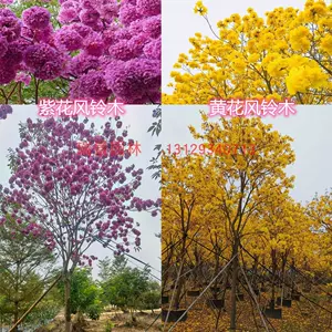 树苗风铃木 新人首单立减十元 22年7月 淘宝海外