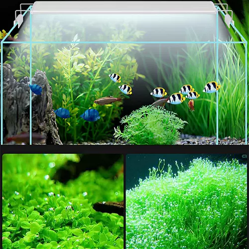 不伤海水灯 新人首单立减十元 22年1月 淘宝海外 不伤海水灯 新人首单立减十元 22年1月 淘宝海外