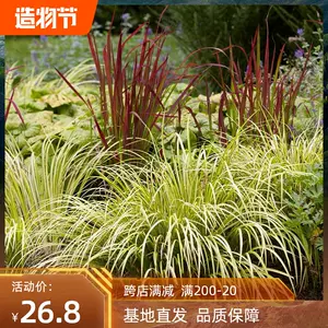 日本庭院造景 新人首单立减十元 22年9月 淘宝海外