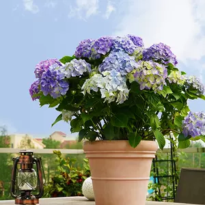 绣球花苗盆栽 新人首单立减十元 22年3月 淘宝海外