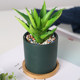 Ike home ins style colorful small ceramsite potted plants pavement stone decoration garden gardening succulent special