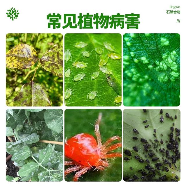 Dilution-free fruit tree whitening agent lime sulfur mixture gardening courtyard trees universal clear garden pesticide insect protection antifreeze