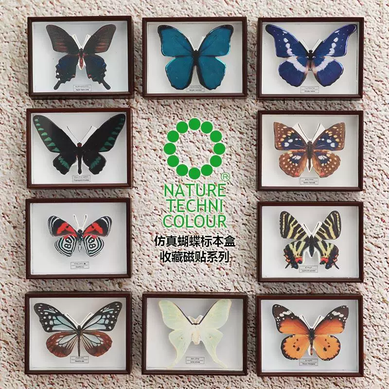 人気絶頂 蝶標本14頭 まるなか様専用 虫類用品 Orointegrated Coop