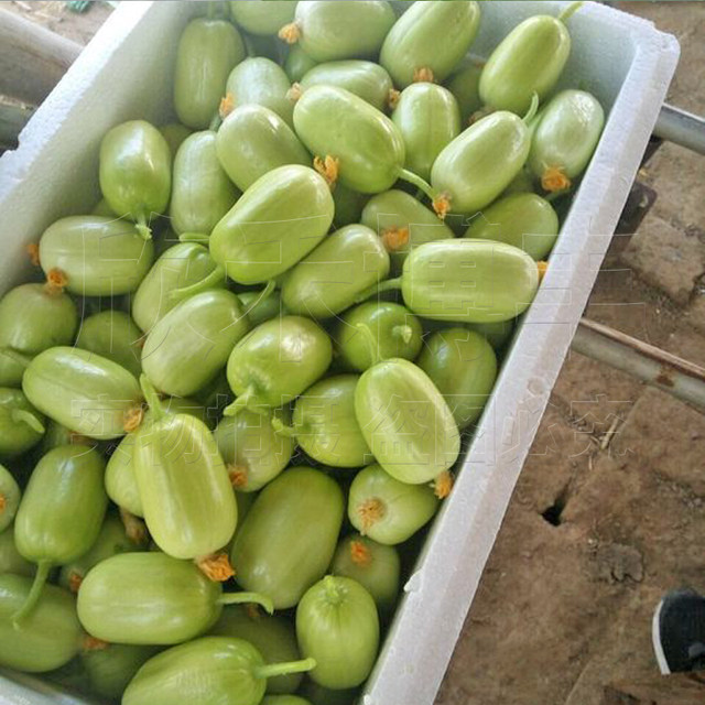 Mini little cucumber seeds golden boy jade girl fruit cucumber seed seed seeds spring and summer four seasons balcony pot planting vegetables
