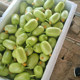 Mini little cucumber seeds golden boy jade girl fruit cucumber seed seed seeds spring and summer four seasons balcony pot planting vegetables
