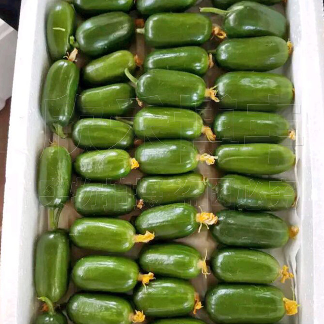 Mini little cucumber seeds golden boy jade girl fruit cucumber seed seed seeds spring and summer four seasons balcony pot planting vegetables

