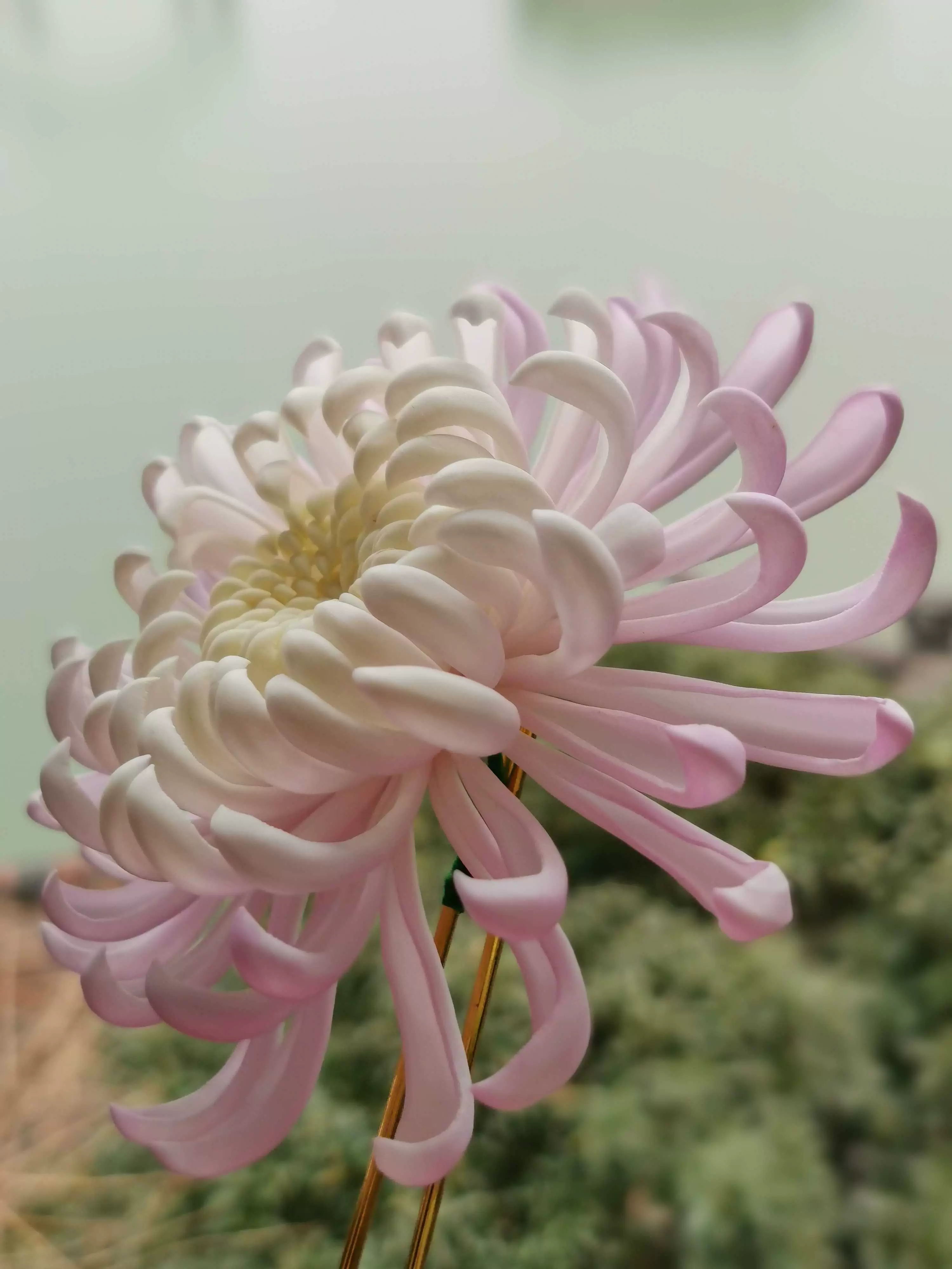 九月菊花 新人首单立减十元 21年11月 淘宝海外