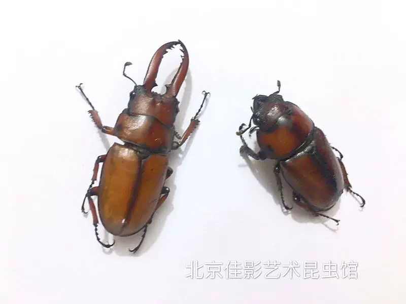佳影 母虫褐黄前锹甲标本湿虫 发货约2