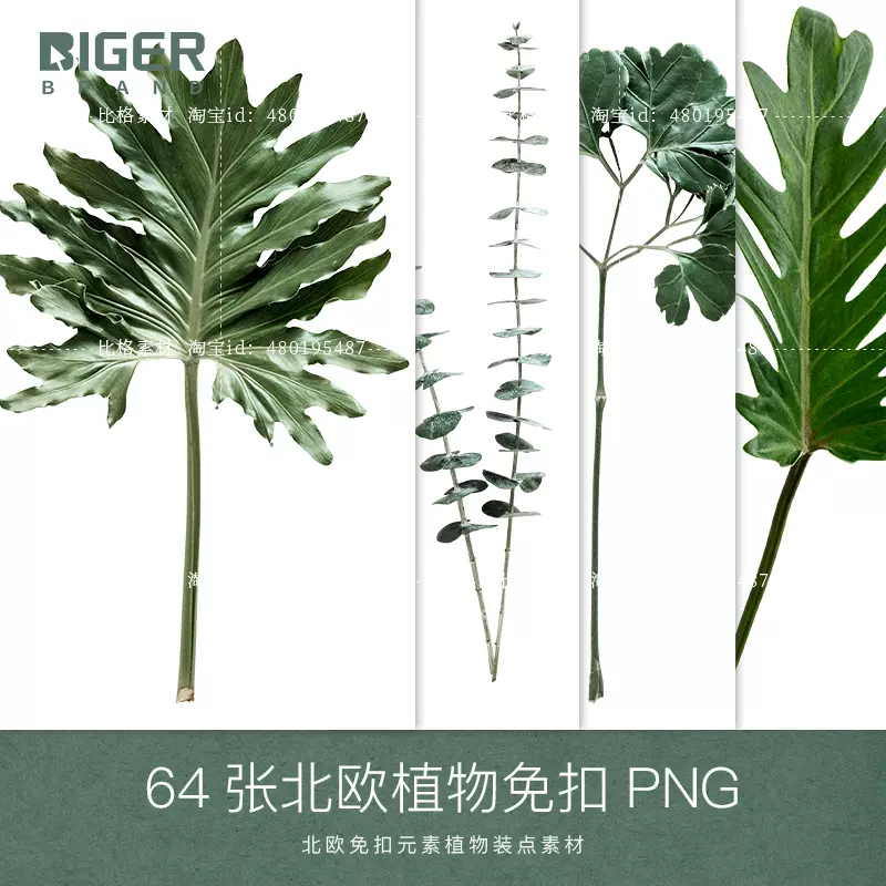 比格b095北欧植物素材png龟背叶尤加利叶平面免