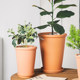 Red pottery flower pot thin edges and thin round pottery bamboo, kapok leaves, juanhua green plants clay breathable pot special price

