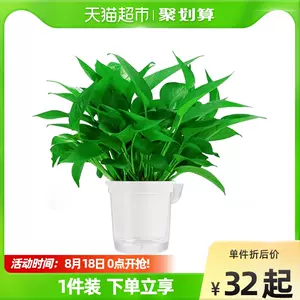 花卉植物室内花用水培 新人首单立减十元 22年8月 淘宝海外