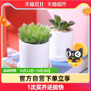 多肉植物21年10月30日 月销口碑最新推荐 天猫淘宝海外