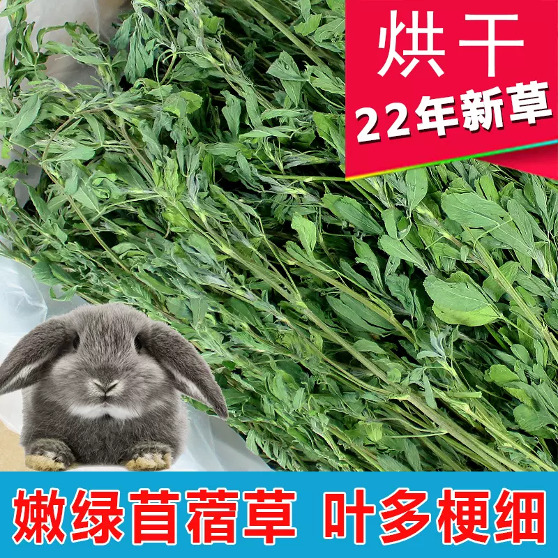 紫花苜蓿草1kg豚鼠荷蘭豬龍貓兔子牧草飼料幼兔糧乾草