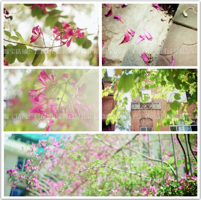 紫荆花春夏花草树木高清实拍空镜头mv摄影动态背景可