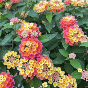 马樱丹 Top 件马樱丹 22年11月更新 Taobao