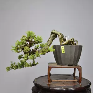 室内小品盆栽 Top 100件室内小品盆栽 22年12月更新 Taobao 室内小品盆栽 Top 100件室内小品盆栽 22年12月更新 Taobao