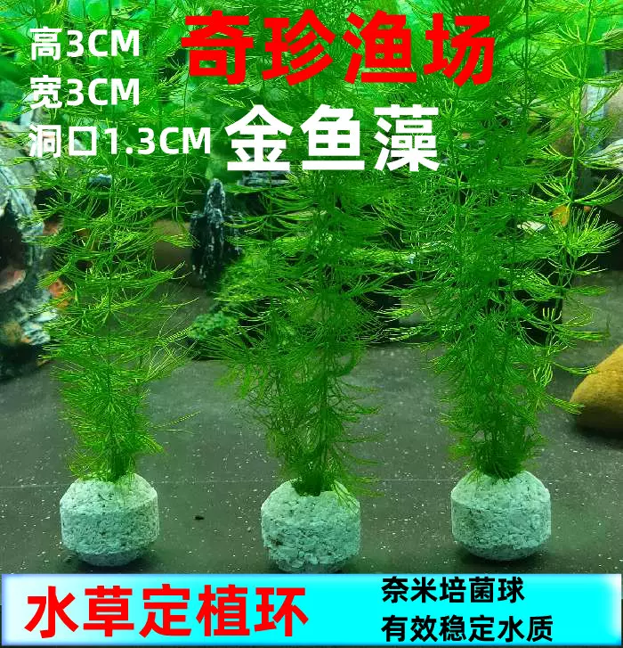 水草种植环 新人首单立减十元 21年10月 淘宝海外