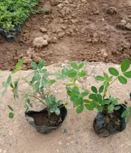 藤花草种 新人首单立减十元 22年10月 淘宝海外